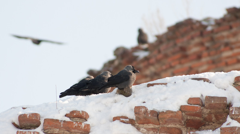 pc-orasulrochiajna0039