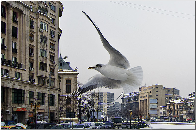 serbanvornicu_iarna_nfilaret_17