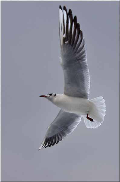 serbanvornicu_iarna_nfilaret_18