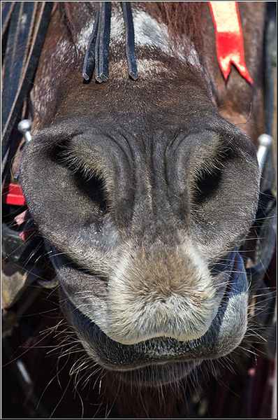 serbanvornicu_pastelecailor2012_07