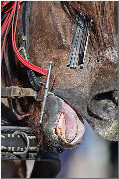 serbanvornicu_pastelecailor2012_08