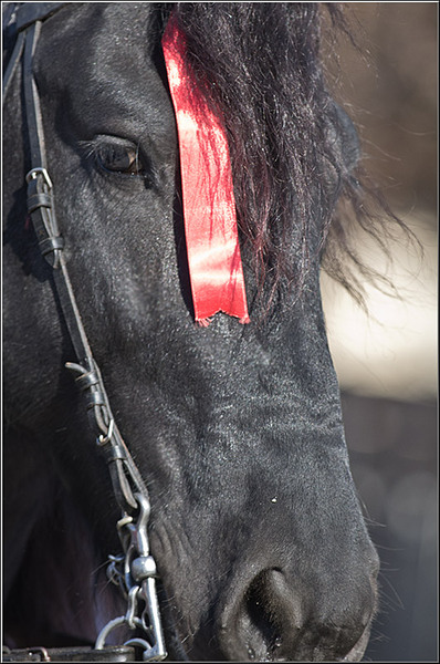 serbanvornicu_pastelecailor2012_11