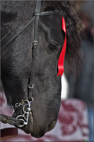 serbanvornicu_pastelecailor2012_12