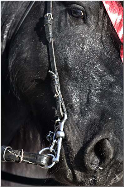 serbanvornicu_pastelecailor2012_14