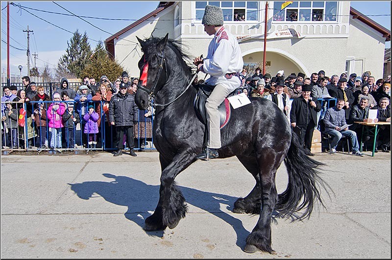 serbanvornicu_pastelecailor2012_30
