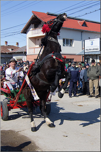 serbanvornicu_pastelecailor2012_34