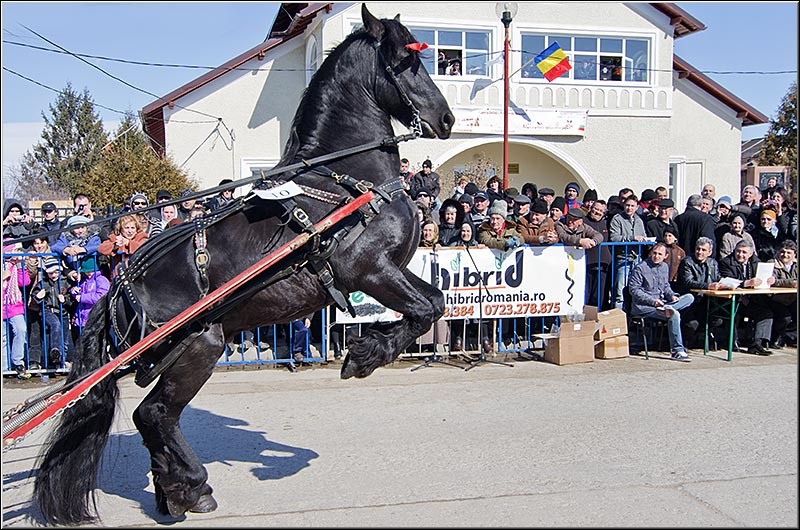 serbanvornicu_pastelecailor2012_36