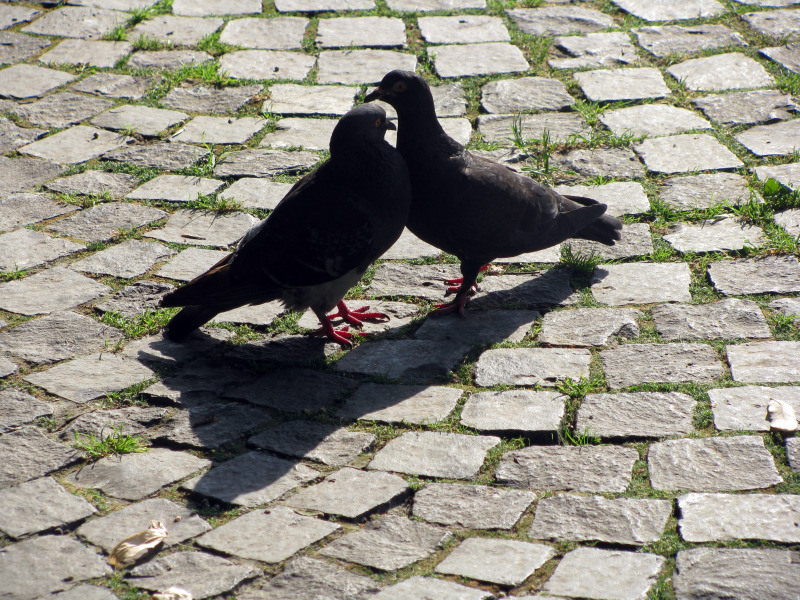 20090725_cpopescu_03