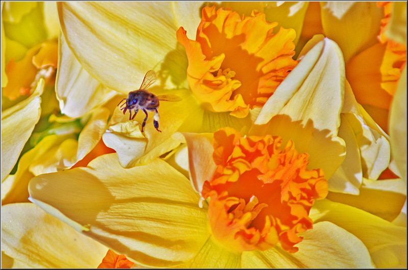 serbanvornicu_podulcalicilor_16