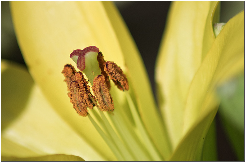 serbanvornicu_podulcalicilor_17