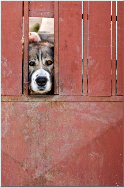 serbanvornicu_podulcalicilor_26