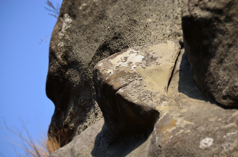 5-rechinul-de-stanca