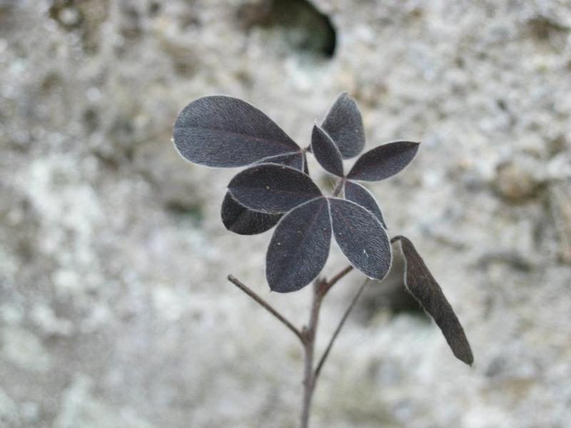 526764_254333957993417_100002504430994_511690_420793228_n