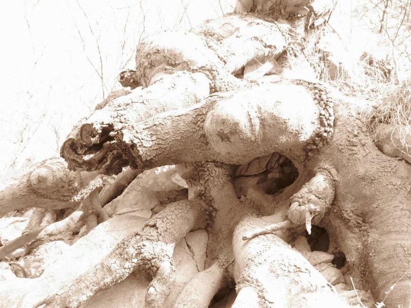 558031_254331177993695_1246389799_n