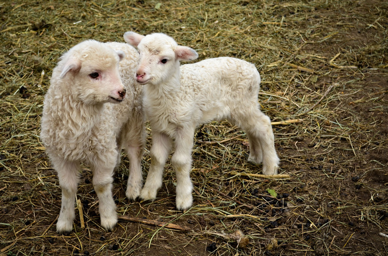 biserici-rupestre-arges-183