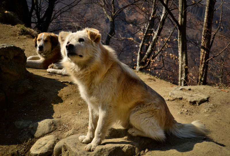 biserici-rupestre-arges-29