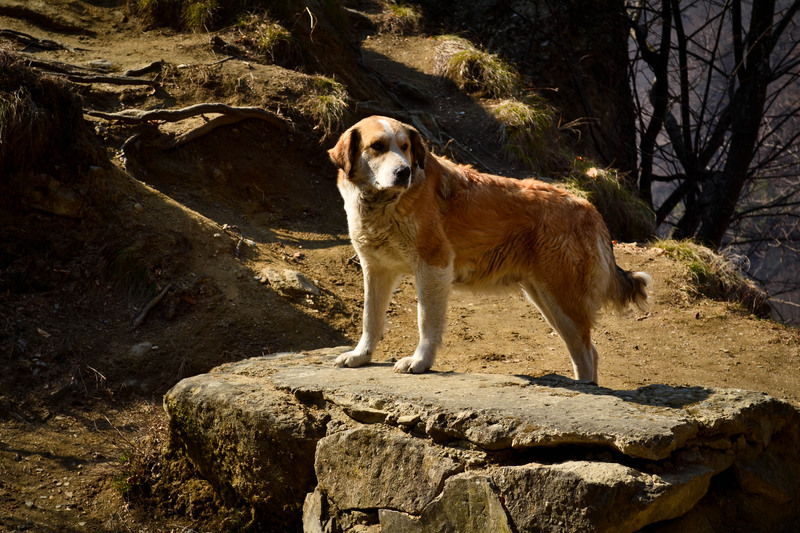 biserici-rupestre-arges-41