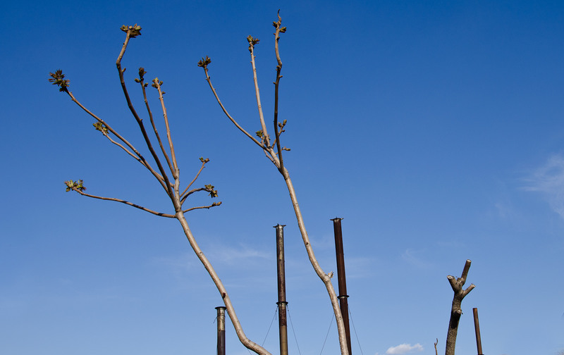 Frumusetile primaverii