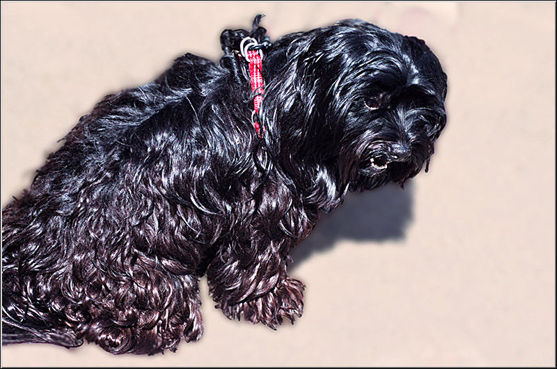 serbanvornicu_bazilescu_02