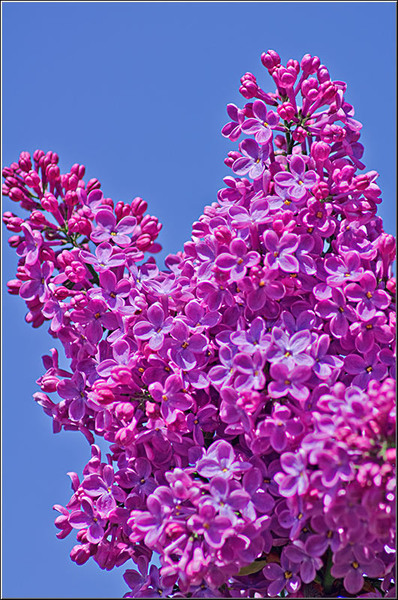 serbanvornicu_bazilescu_12