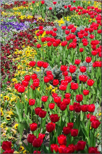 serbanvornicu_bazilescu_19