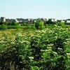 20090620_cboro_04