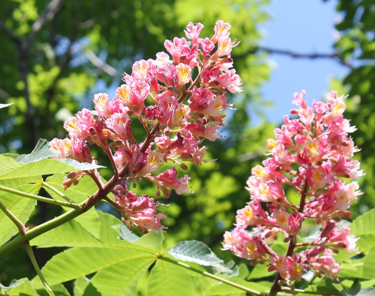 parcul_tineretului2012_0501_132404