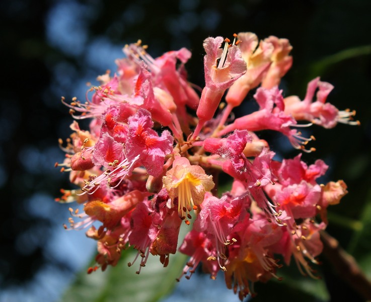 parcul_tineretului2012_0501_132455