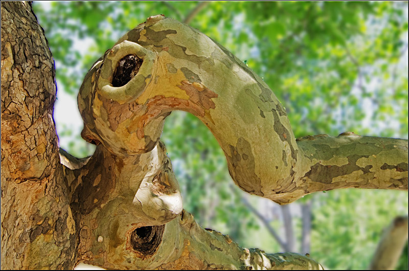 serbanvornicu_intoarcereamatache_29