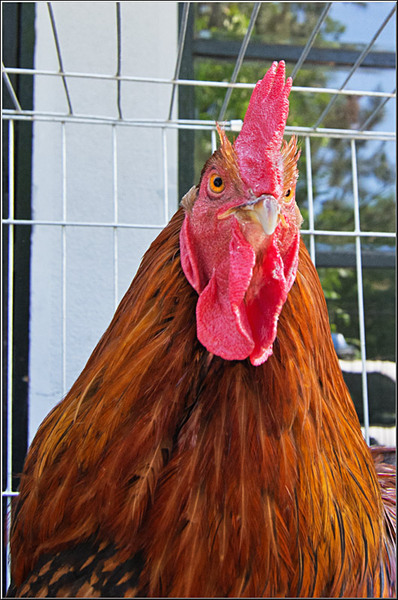 serbanvornicu_bookfest_07