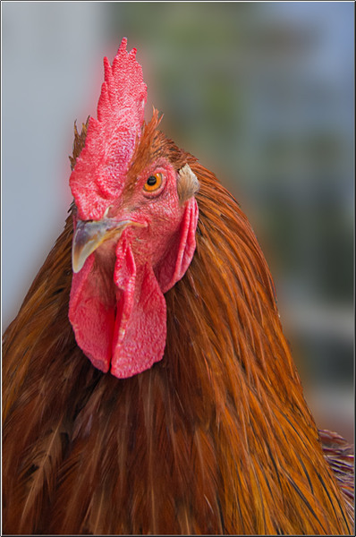 serbanvornicu_bookfest_08