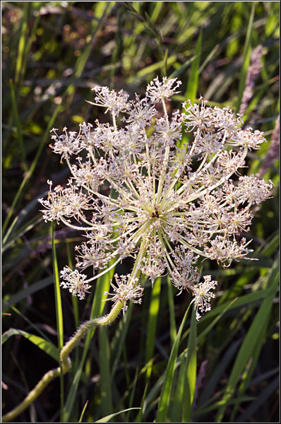 serbanvornicu_vacaresti_03