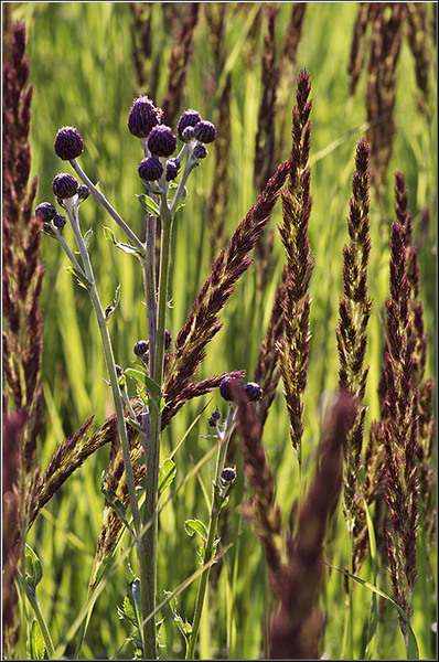 serbanvornicu_vacaresti_04