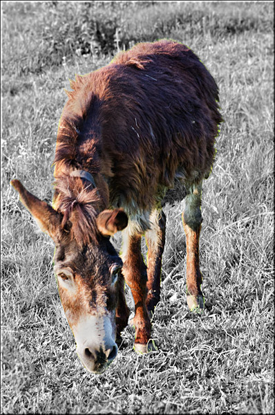 serbanvornicu_vacaresti_11