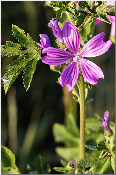 serbanvornicu_vacaresti_13