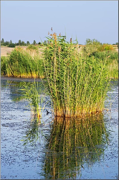 serbanvornicu_vacaresti_14