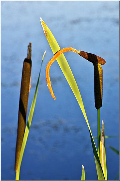 serbanvornicu_vacaresti_15