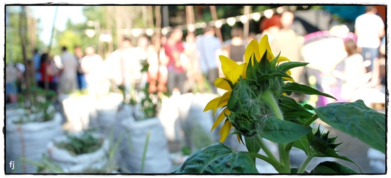 flori-jianu-lungime-18