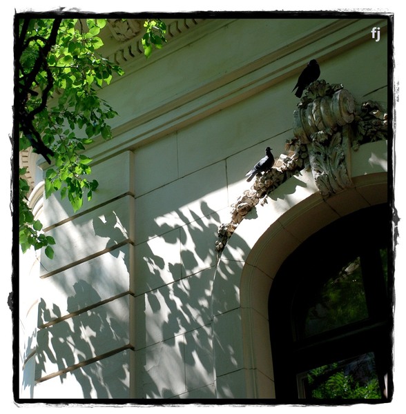 flori-jianu-patrat-1