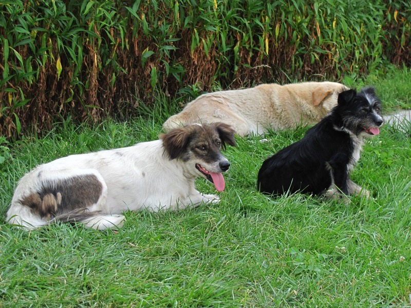 Căldură mare moncher