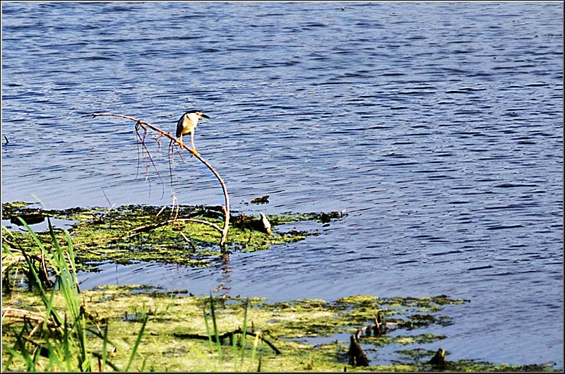 serbanvornicu_dambovita_07