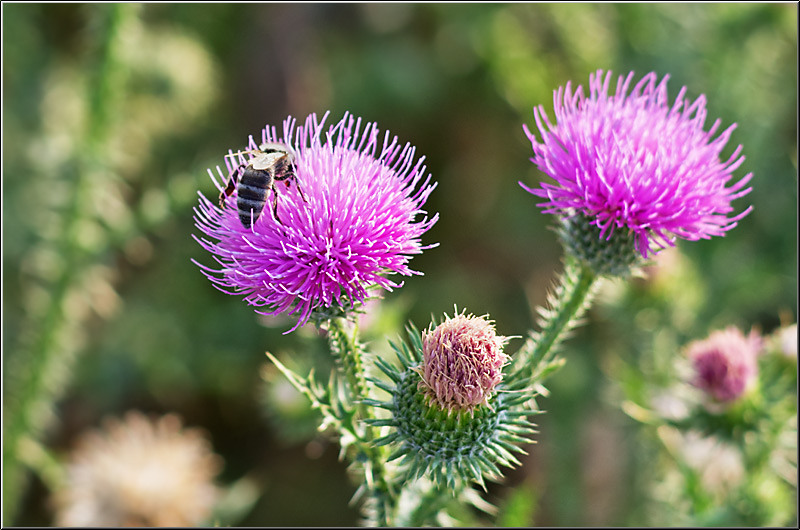 serbanvornicu_dambovita_11