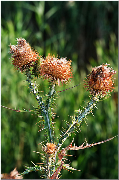 serbanvornicu_dambovita_12