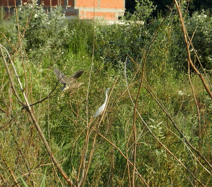 O egreta si un starc
