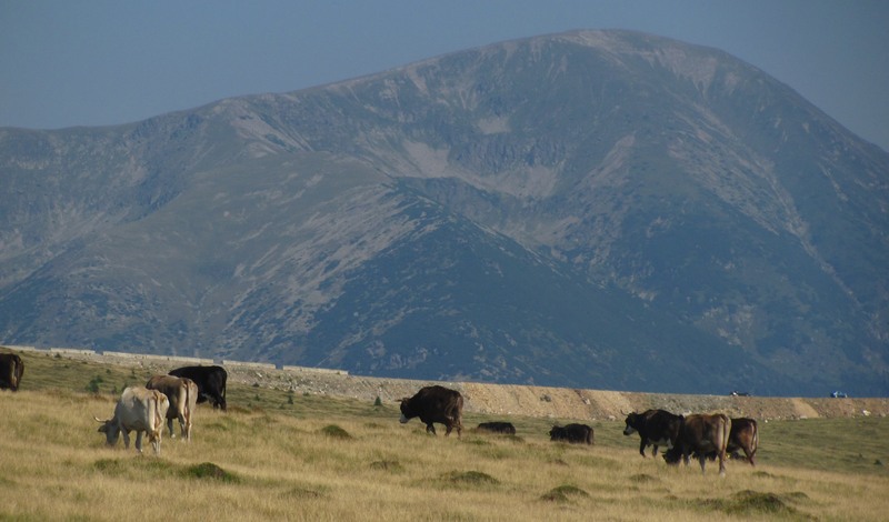 Sunteţi nişte vaci!