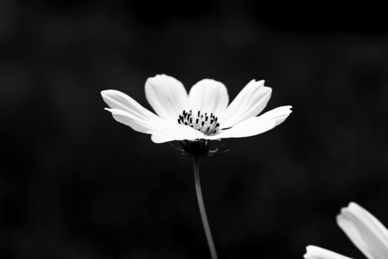 spiridon_1_5882-screen