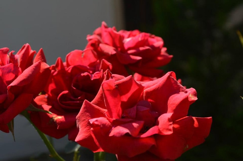 426592_338053056288173_241942109_n