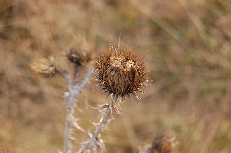 20090207_gabriele_09