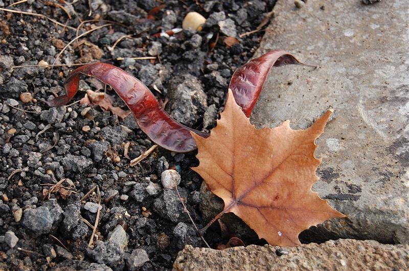 20090207_gabriele_10