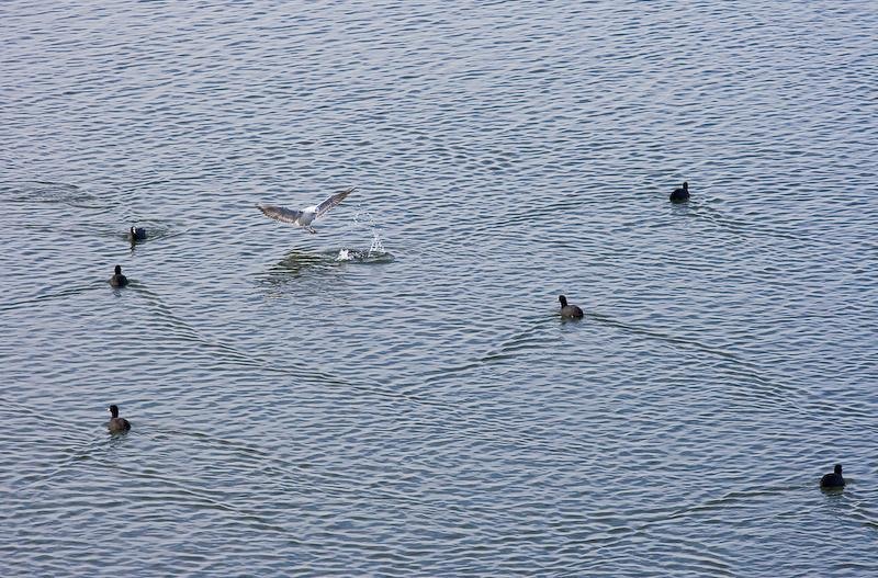 20090207_danmoruzan-13